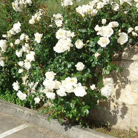 Silos 2000 3* Santo Domingo De Silos